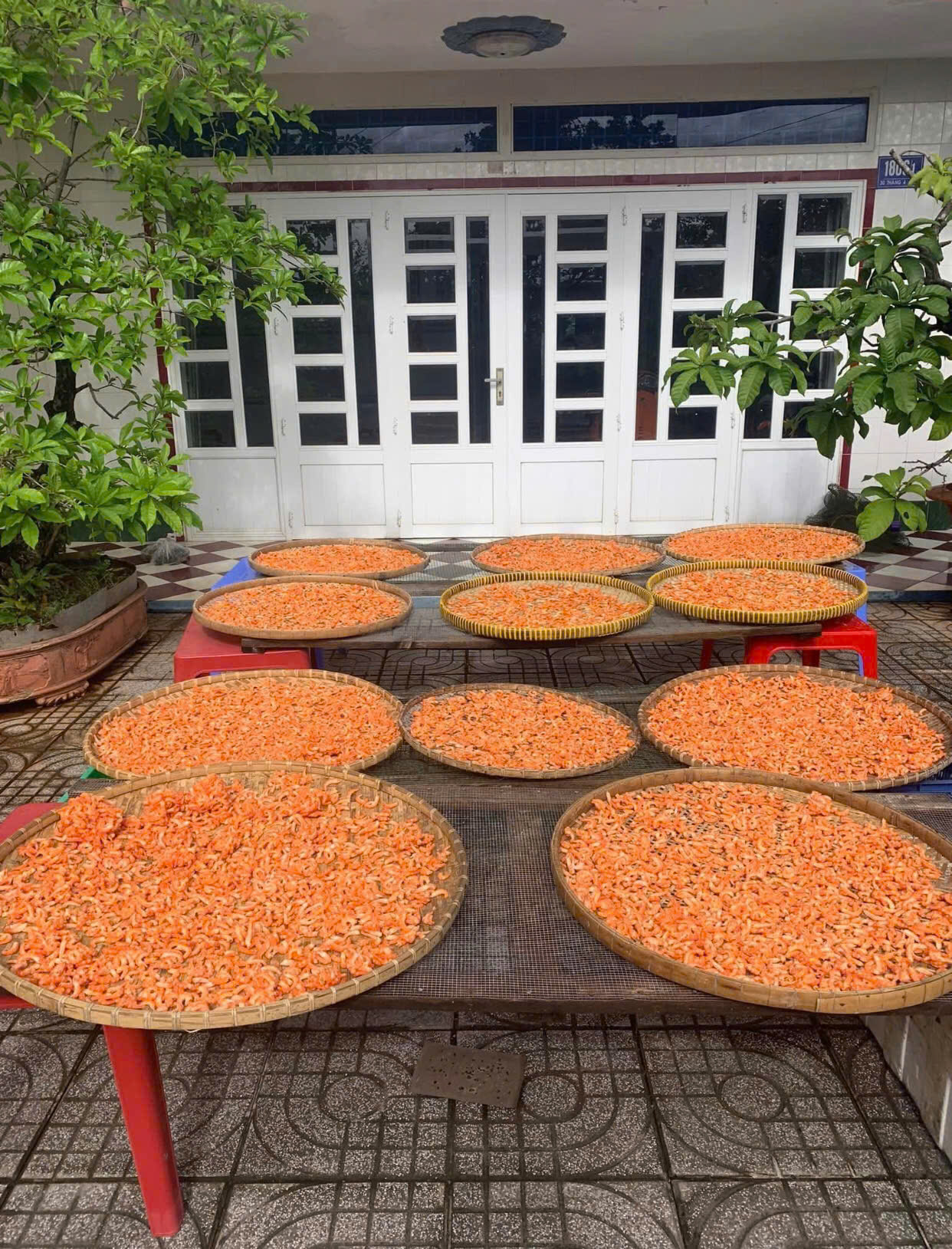 Tôm đất 